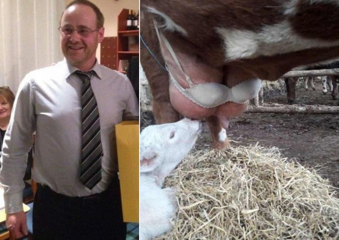Фермер использует аксессуар своей жены, чтобы помочь отелившейся корове в Шотландии