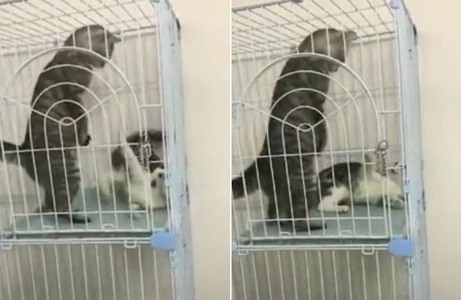 Реакция кошки застала врасплох напавшего на неё кота (Видео)