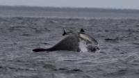 Момент противостояния дельфина и морской свиньи, запечатлели фотографы у побережья Шотландии 0