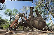 Крупномасштабную операцию по перевозке слонов с использованием подъёмного крана, провели в Южной Африке 5