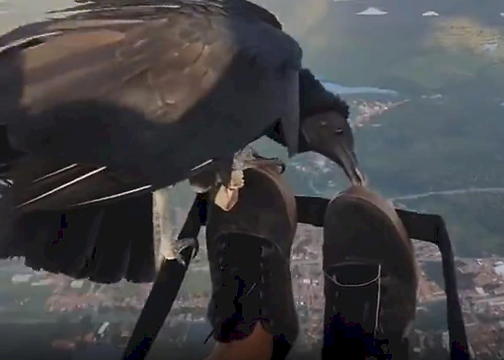 Любопытный орёл составил компанию дельтапланеристу в небе над Бразилией