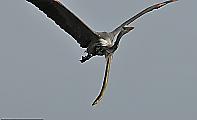 Жизнелюбивый угорь, застрявший в шее птицы, был сфотографирован в американском заповеднике 5