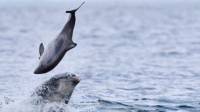 Момент противостояния дельфина и морской свиньи, запечатлели фотографы у побережья Шотландии 1