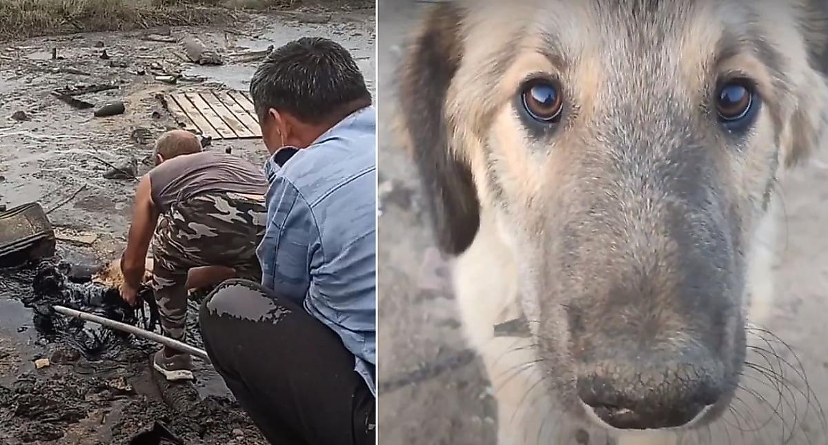 Спасатели успели вытащить пса, угодившего в мазутную яму - видео