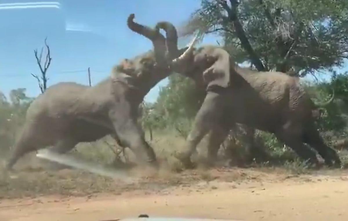 Воинственные слоны, устроившие бой за территорию, попали на видео в ЮАР