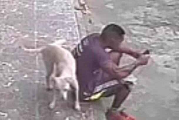 Бродячий пёс «пометил» своего будущего хозяина, сидящего на бордюре в Бразилии (Видео)