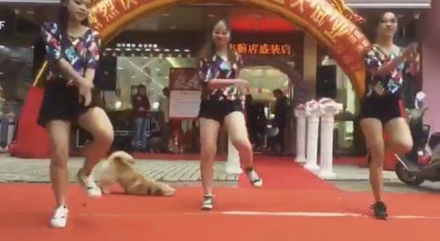 Наглый пёс отвлёк внимание зрителей от молодых танцовщиц в Японии. (Видео)