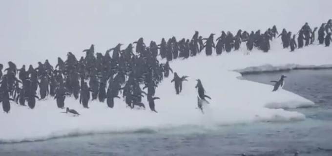 Тысячи пингвинов «десантировались» на Антарктическом полуострове. (Видео)
