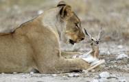 Львица нашла «замену» своим погибшим детёнышам в заповеднике Намибии 0