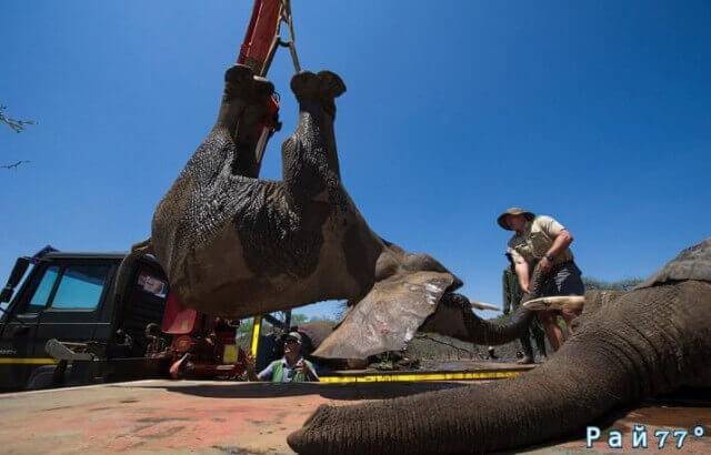 Крупномасштабную операцию по перевозке слонов с использованием подъёмного крана, провели в Южной Африке