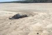 Девять крокодилов устроили пир возле туши мёртвого кита в Австралии 2