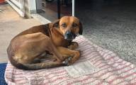 Собака четыре месяца дежурит возле больницы в Бразилии, дожидаясь своего хозяина 0