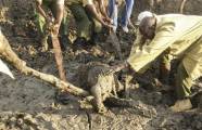 Спасение маленького слонёнка, застрявшего в трясине, происходило на глазах слонихи в африканском заповеднике 3