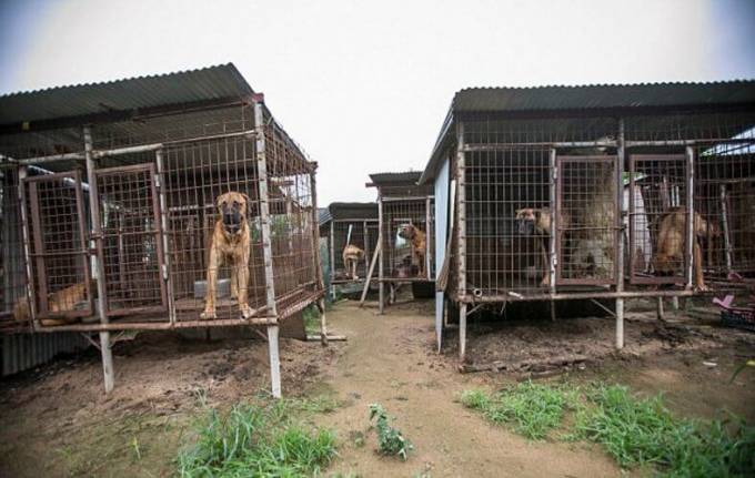 149 собак, приготовленных к забою были освобождены на корейской ферме. (Видео)