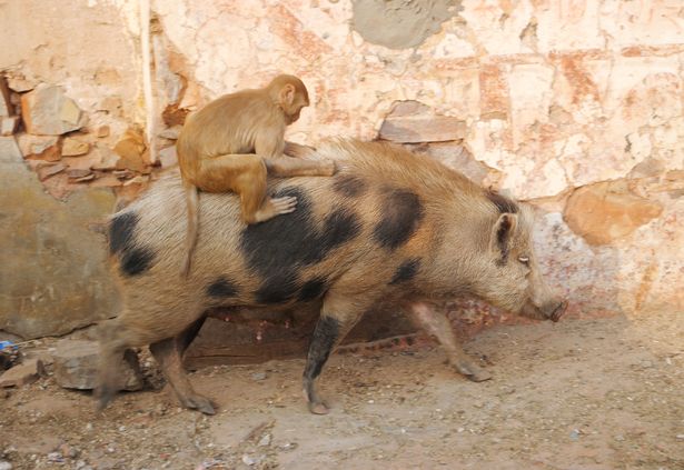 Свинья с необычным «наездником» на спине удивила британских туристов в Индии.