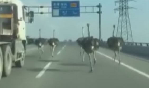 Пять страусов, оказавшись на свободе, устроили забег по оживлённой магистрали в Китае (Видео)
