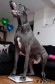 Собака весом 98 килограммов признана самой большой в Британии. (Видео) 3