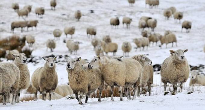209 овец, убегая от медведя сорвались в расщелину скалы в Пиренеях. (Видео)
