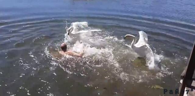 Двое лебедей чуть не утопили пловца в Белокурихе (Видео)