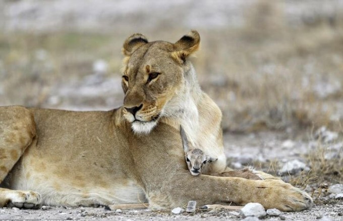Львица нашла «замену» своим погибшим детёнышам в заповеднике Намибии
