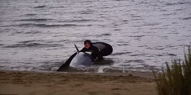 Полицейский спас жизнь «севшему на мель» дельфину. (Видео)