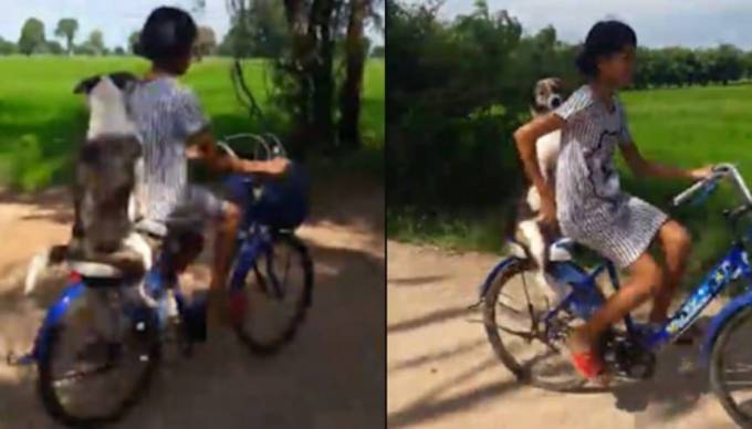 Велосипедистка с необычным пассажиром была замечена в Тайланде. (Видео)