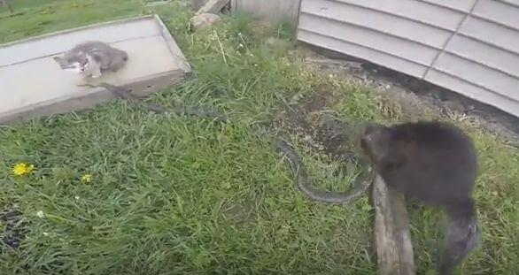 Домашние питомцы атаковали змею, оказавшуюся в саду. (Видео)