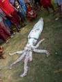 Гигантский кальмар удивил своим размером жителей филиппинской деревни (Видео) 1