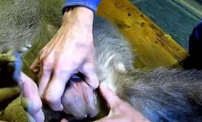Работница австралийского питомника спасла детёныша вомбата, обнаружив его в сумке у мёртвой матери. (Видео)