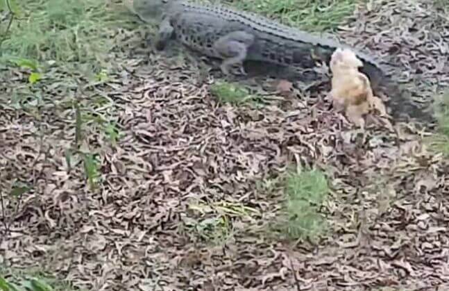 Маленький терьер поверг в бегство крокодила в Австралии (Видео)