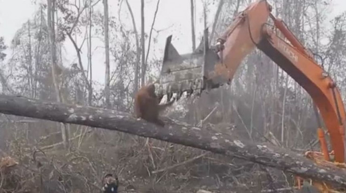 Орангутан, защищая свою территорию, напал на лесорубов в Индонезии (Видео)