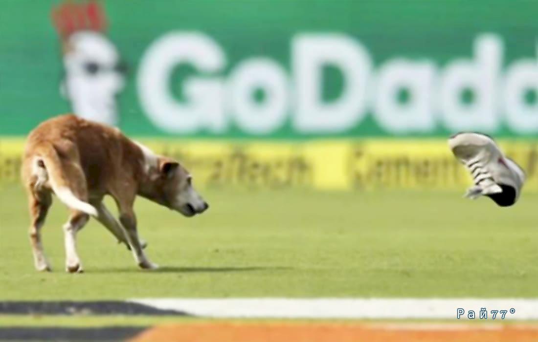 Бездомная собака вызвала хаос, выбежав на поле для крикета в Индии