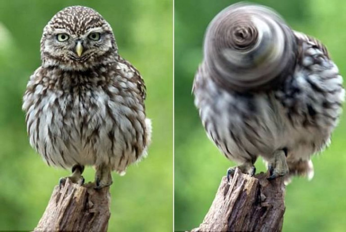 Британский фотограф снял сову с вращающейся головой