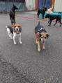 Идеальный снимок: 30 псов приняли участие в коллективном селфи в американском питомнике 9