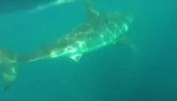 Белая акула устроила погоню за рыбаками у австралийского побережья (Видео) 0