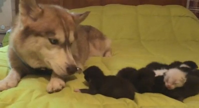Собака приютила семерых, спасённых ею котят в США (Видео)