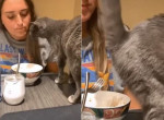 Наглая кошка, не получив еды, испортила аппетит хозяйке ▶