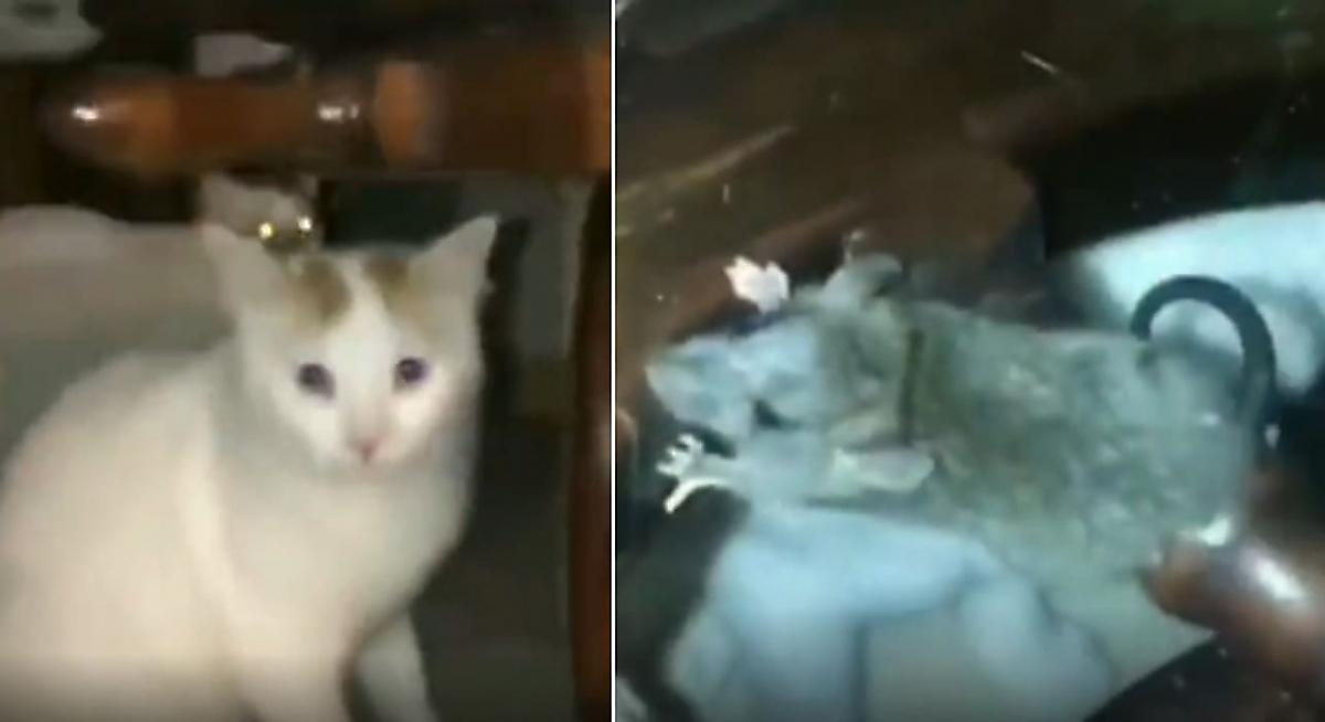 Мышь перехитрила кошек и замаскировалась на штурвале - видео