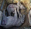 Крупномасштабную операцию по перевозке слонов с использованием подъёмного крана, провели в Южной Африке 2