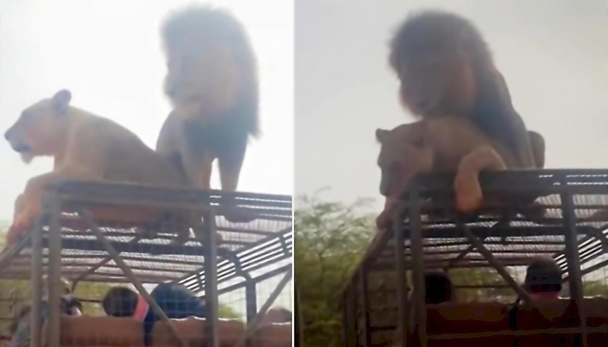 Любвеобильные лев и львица удивили туристов в ЮАР