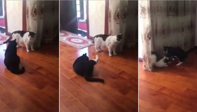 Хитрый кот мастерски отвлёк внимание своего оппонента перед нападением (Видео)