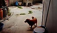 Самый старый пёс в мире проживает в Португалии 5