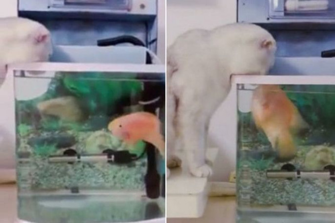 Рыбка поцеловала любопытную кошку, нависшую над аквариумом (Видео)
