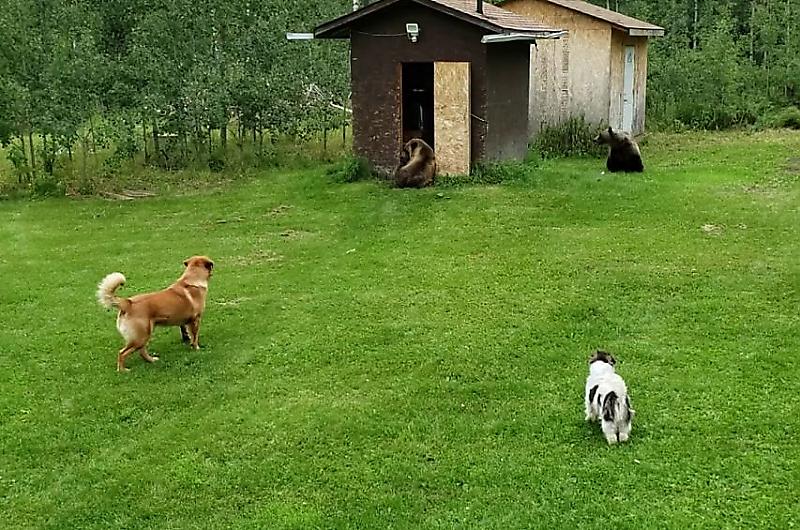 Собаки вступили в перепалку с медведями, забравшимися в сарай хозяев ▶