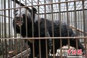 Китаянка два года принимала редкого чёрного медведя за тибетского мастифа (Видео) 0