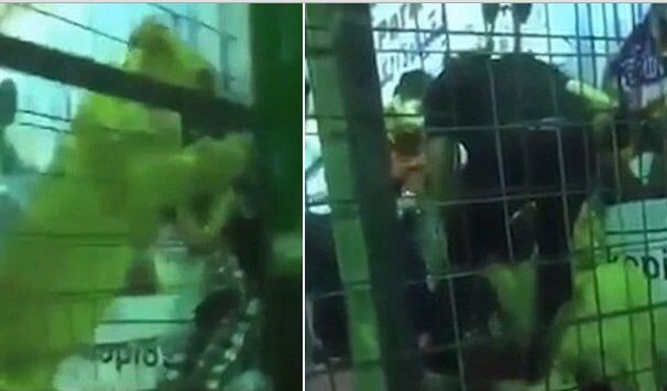 Львица напала на детей во время фестиваля в Саудовской Аравии (Видео)