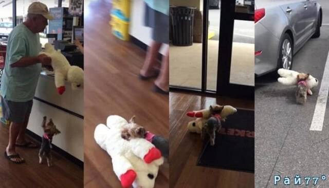 Хозяин маленькой собаки по кличке Люси, во время посещения магазина детских товаров, запечатлел забавный момент из жизни своего питомца.