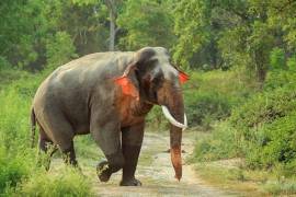 Слон с красными ушами был замечен в национальном заповеднике, в Индии. 3