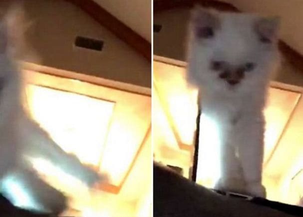 Шустрая кошка не заметила, как лишила американца ноутбука (Видео)