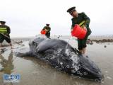 Китайские пограничники спасли севшего на мель кита. (Видео) 3